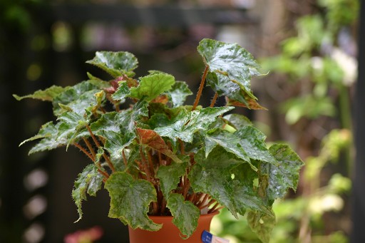 B. ‘Hatsuyuki’